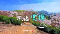 苏州光福赏樱环线，闭眼冲！