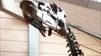 “五一”假期，各地游客到访潍坊诸城市恐龙博物馆，穿越“时光隧道”，对话史前文明（新派视频：张益阁 一审 王骁龙 二审 孙瑞永 三审 王桂林）