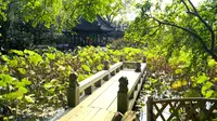 【4K】中国古典园林-醉白池 - 董其昌-位于上海之根【松江】