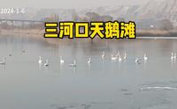 兰州三河口天鹅滩