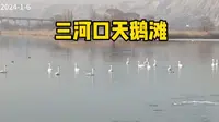 兰州三河口天鹅滩