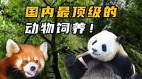 国内顶级的动物饲养是什么样子？成都大熊猫繁育研究基地！