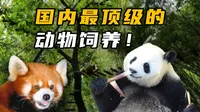 国内顶级的动物饲养是什么样子？成都大熊猫繁育研究基地！