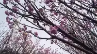 深圳樱花是盆景搬来的，一般般，观澜湖生态运动公社20250305_153022