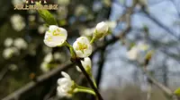 大汉上林苑景区，美丽的花都来了，满满春天气息