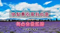 6-8月伊犁薰衣草要盛开了！如果不是花痴，真心没必要去景区挤！