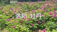 洛阳 牡丹 隋唐遗址植物园