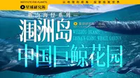 见鲸鱼接好运！在广西涠洲岛，发现中国巨鲸花园【新山海经】【4K】