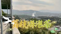 漫游漳州荔枝海，寻一伴山平台泡茶，感受闽南水乡的尘世幸福