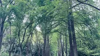 上海滨江森林公园｜上海最佳看海的地方，环境优美，周末放松治愈的人好去处~