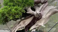 艺森园盆景长廊
