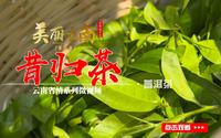 美丽云南（第二季）| 忙麓三奇 古茶昔归——普洱茶：昔归茶