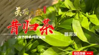 美丽云南（第二季）| 忙麓三奇 古茶昔归——普洱茶：昔归茶