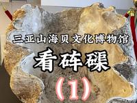 三亚山海贝文化博物馆看砗磲#山海贝文化博物馆 #三亚博物馆 #砗磲 #砗磲是什么