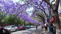 【昆明网红街】【蓝花楹】教场中路蓝花楹