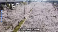 扬州鉴真大道，因一代高僧结缘日本而建，带给了扬州浪漫樱花海