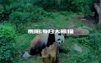 国内看大熊猫最便宜的公园，贵阳黔灵山公园，两只海归大熊猫在此生活了五年，如今仍然生龙活虎，憨态可掬！