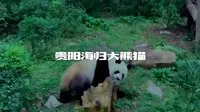 国内看大熊猫最便宜的公园，贵阳黔灵山公园，两只海归大熊猫在此生活了五年，如今仍然生龙活虎，憨态可掬！