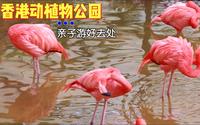 【洋葱夫妇】香港动植物公园|亲子游好去处|猴子|马骝|猩猩|香港好去处|港岛景点