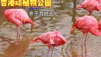 【洋葱夫妇】香港动植物公园|亲子游好去处|猴子|马骝|猩猩|香港好去处|港岛景点