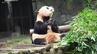 【重庆动物园】吃货大熊猫2之《蔬果圆舞曲》