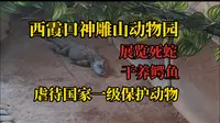 虐待国家一级保护动物？探访西霞口神雕山野生动物园！