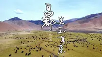 航拍5月的美玉草原，碧草如茵，牛羊成群，美如画卷