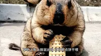 AAAAA级景区2025阿咪东索雪山秘境攻略第一百一十六期推荐收藏