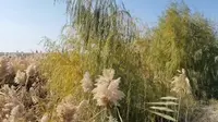 沙湾市千泉湖景区