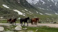 孟克特古道-伊犁群马爬山-被帅到了