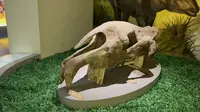 2025年5月2日 南京地质博物馆-新馆