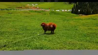 打卡4A景区天山木垒中国农业公园