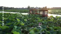 君山野生荷花世界