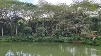 走进兴隆热带植物园