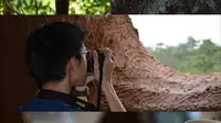 普洱大开河梅子咖啡庄园杂记～