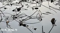 冬日·遇见··海印池···普陀山