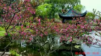 月湖春来早