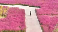 济宁市金乡县：粉色金水湖惹人醉