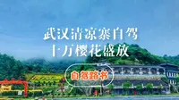 武汉清凉寨自驾，去看十万樱花开放，盛景远超武汉大学！
