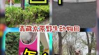 西宁青藏高原野生动物园怎么玩，高原四宝高山动物