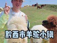 黔西市羊驼小镇 节假日首选！