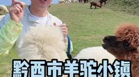 黔西市羊驼小镇 节假日首选！