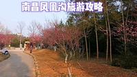 南昌凤凰沟旅游攻略，正是梅花盛开的季节，周末游客很多