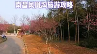 南昌凤凰沟旅游攻略，正是梅花盛开的季节，周末游客很多