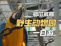 鄂尔多斯野生动物园一日游：自然，我们从未远去