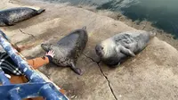 烟台东炮台海豹湾的可爱海豹