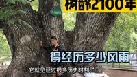 王者级别的核桃树王，在西藏风雨不动两千年，是如何存活至今