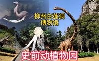 柳州白莲洞洞穴科学博物馆，有个动物群场景和露天史前动植物园