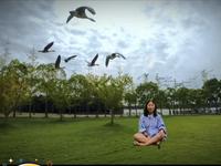 在崇明区的西沙明珠湖景区，每天上午10：30和下午14：00都会准时上演精彩绝伦的大雁放飞表演。