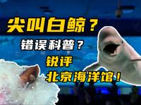 尖叫白鲸？错误科普？锐评北京海洋馆海水篇！
